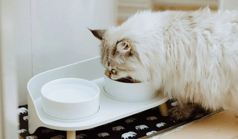 Cat-Supplies GoNorth