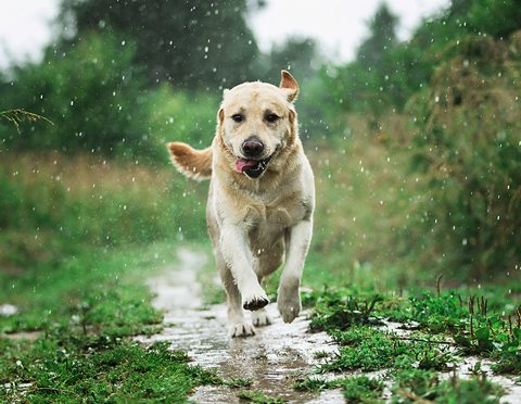 Sunny & Honey Dog Furfume: Dog Deodorizing Spray for Sensitive Skin (2-Pack) Sunny & Honey