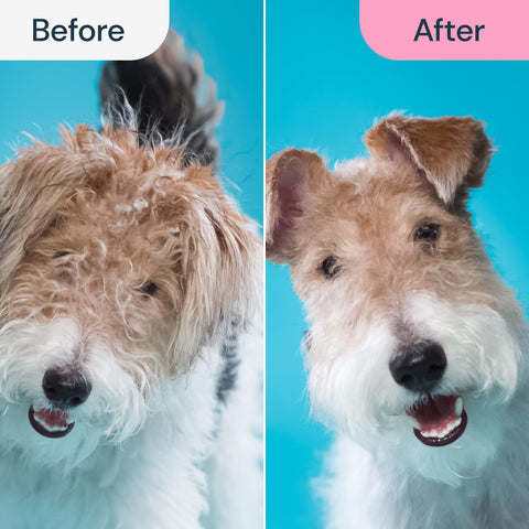 MalsiPree Pet Grooming Brush Tool- Large Malsipree