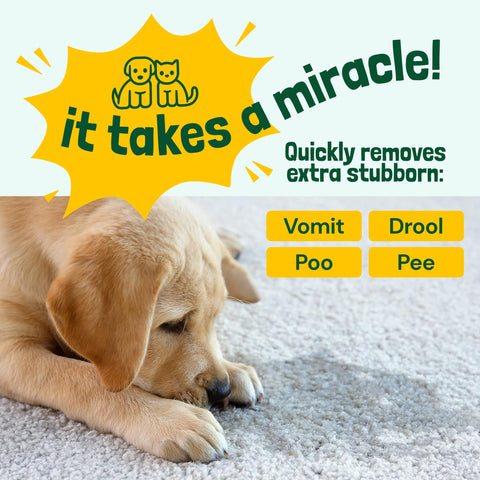 Sunny & Honey Pet Stain & Odor Remover Turbo- 32 oz Sunny & Honey
