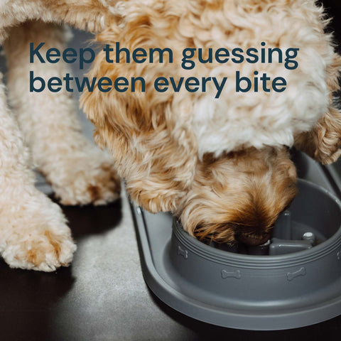 MalsiPree Slow Feeder Bowl Malsipree