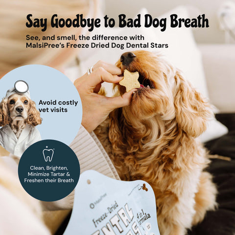 MalsiPree Dog Dental Stars (18 Pcs): Freeze-Dried Treats for Bad Breath Malsipree