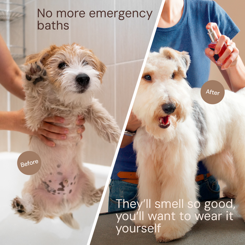 Sunny & Honey Dog Furfume: Dog Deodorizing Spray for Sensitive Skin (2-Pack) Sunny & Honey