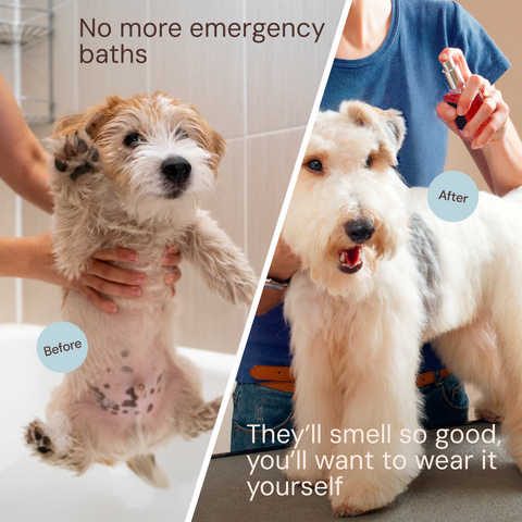 Sunny & Honey Dog Furfume: Dog Deodorizing Spray for Sensitive Skin (2-Pack) Sunny & Honey
