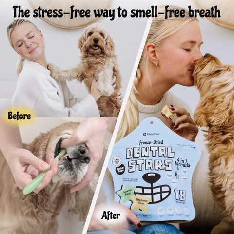 MalsiPree Dog Dental Stars (18 Pcs): Freeze-Dried Treats for Bad Breath Malsipree