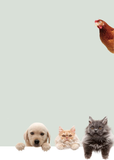Dog, cat, and chicken on a light gray background
