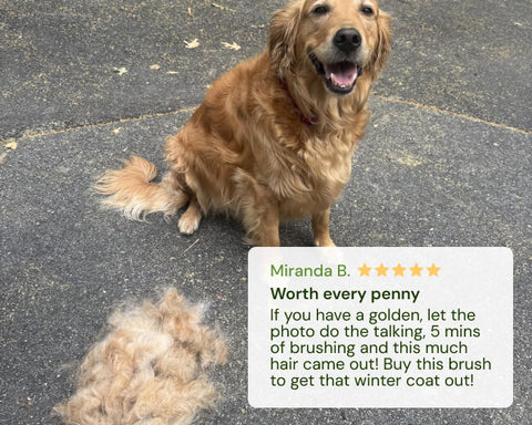 Golden retriever with a pile of fur on pavement, text overlay from Miranda B.
