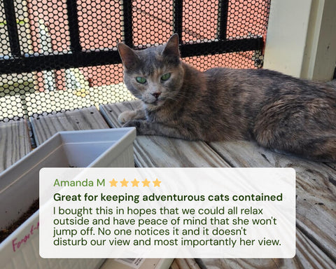 Cat lying on a wooden surface with a window in the background