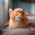 Orange cat being petted on a soft surface with a blurred background