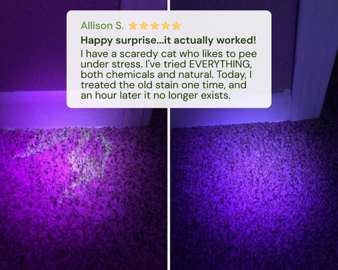 Carpet cleaning results before and after, under UV light.