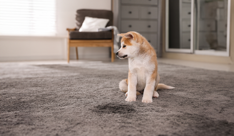 Holiday-Pet-Safety-Tips-For-New-Pet-Parents GoNorth