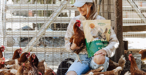 How-to-Create-a-Balanced-Diet-for-Your-Chickens GoNorth