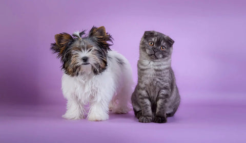Shop-All-Pets GoNorth