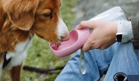 Dog-Supplies GoNorth