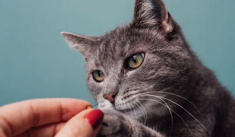 Cat-Treats GoNorth