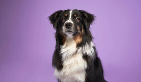 dog on purple background