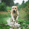 Sunny & Honey Dog Furfume: Dog Deodorizing Spray for Sensitive Skin (2-Pack) Sunny & Honey
