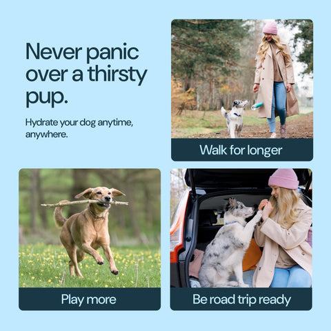 MalsiPree Dog Water Bottle With Bowl- 19oz Malsipree