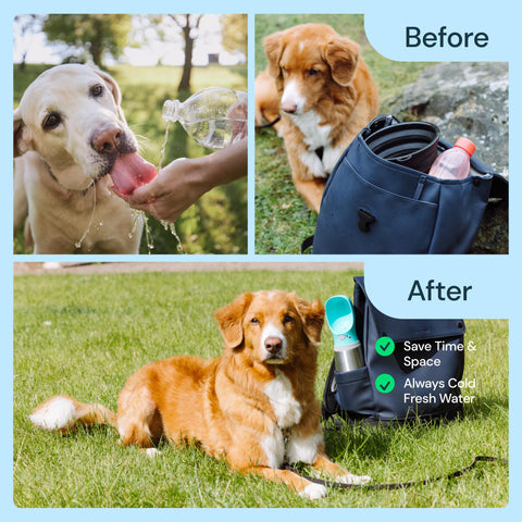 MalsiPree Insulated Dog Water Bottle- 24oz Malsipree