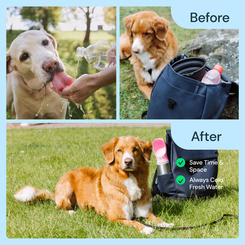 MalsiPree Insulated Dog Water Bottle- 24oz Malsipree