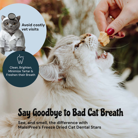MalsiPree Cat Dental Stars (32 Pcs): Freeze-Dried Treats for Bad Breath Malsipree