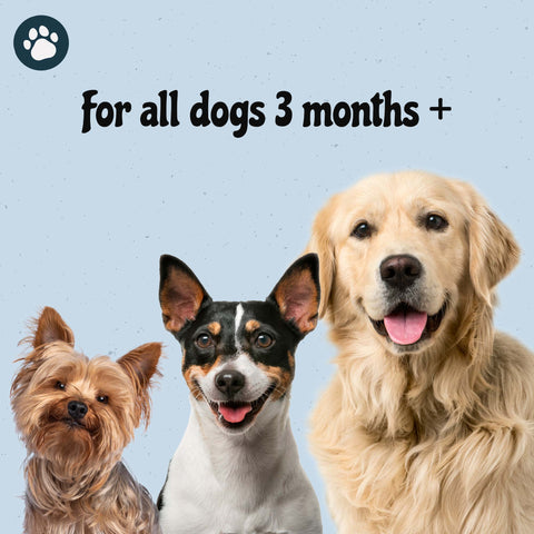 MalsiPree Dog Dental Stars (18 Pcs): Freeze-Dried Treats for Bad Breath Malsipree