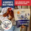 Bag of black soldier fly larvae for chickens and birds.