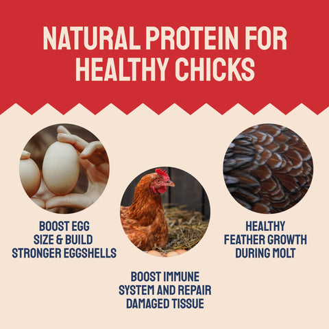 Chicken feed benefits.