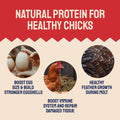 Chicken feed benefits.
