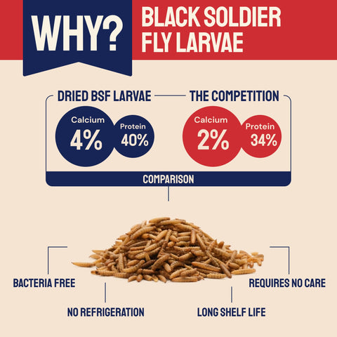 Informational graphic comparing dried black soldier fly larvae to the competition.