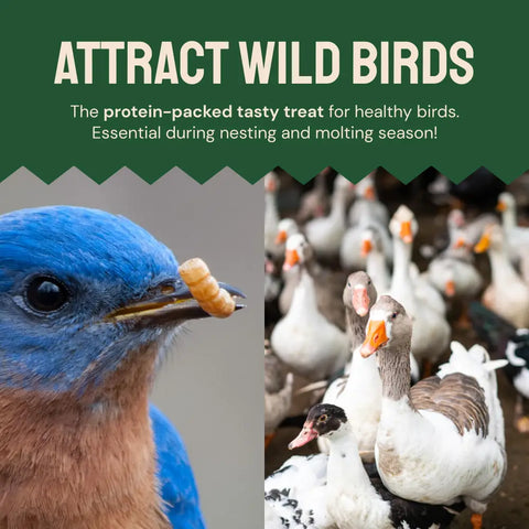 Bird food advertisement.