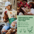 Chicken feed advertisement.