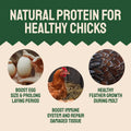 Chicken feed benefits.