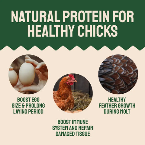 Chicken feed benefits.