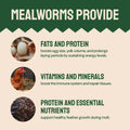 Mealworm nutritional benefits.