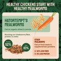 Mealworm nutritional information.