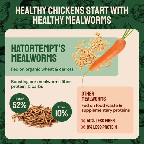 Mealworm nutritional information.