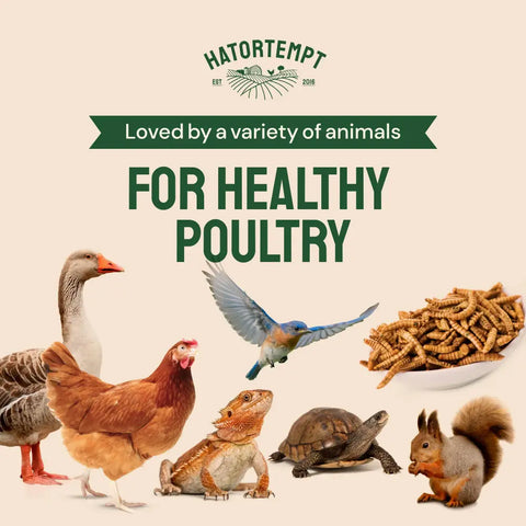 Poultry feed for various animals.