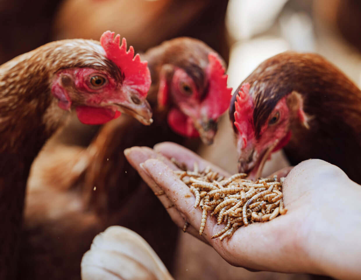 Three chickens pecking at food from a person's hand