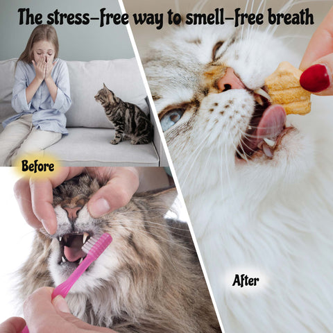 MalsiPree Cat Dental Stars (32 Pcs): Freeze-Dried Treats for Bad Breath Malsipree