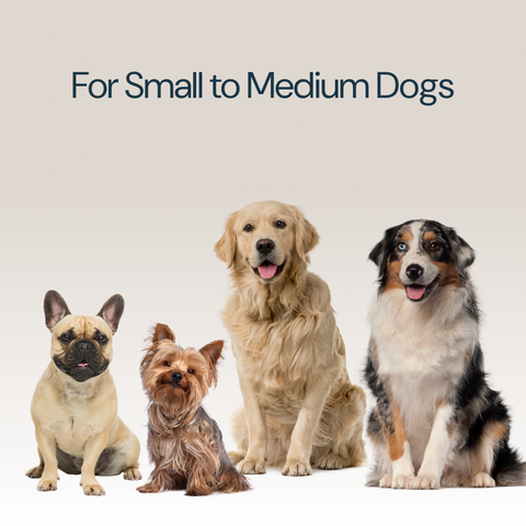 MalsiPree Complete Dog Hiking Pack: Ready for Any Outdoor Adventure Malsipree