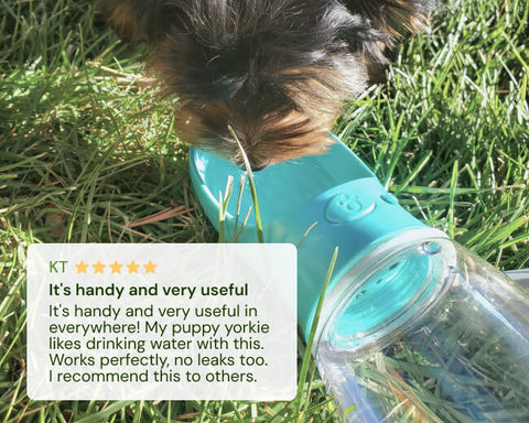 Dog drinking water out of MalsiPree's travel water bottle with attached bowl, for large dogs.